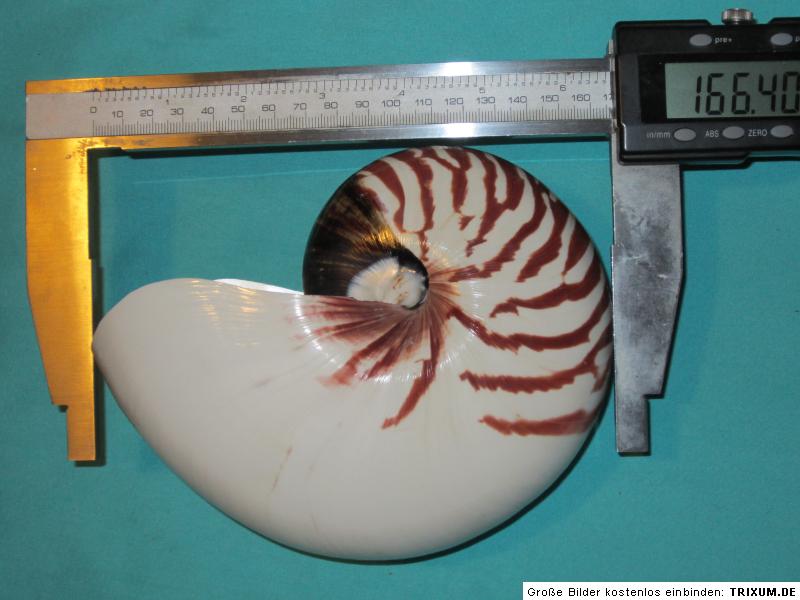 Nautilus pompilius Schnecke,166.4mm lang schönes Muster