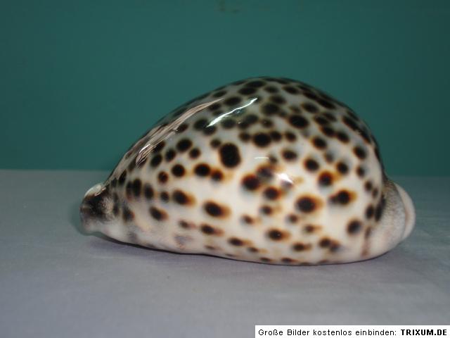 Large Cypraea Tigris, 112mm length  